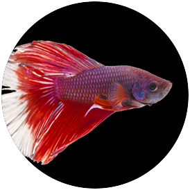 Betta Tetra